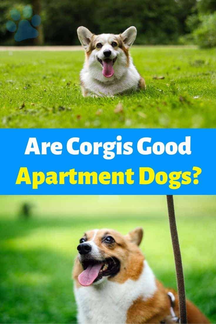 Are Corgis Good Apartment Dogs? | DoggOwner