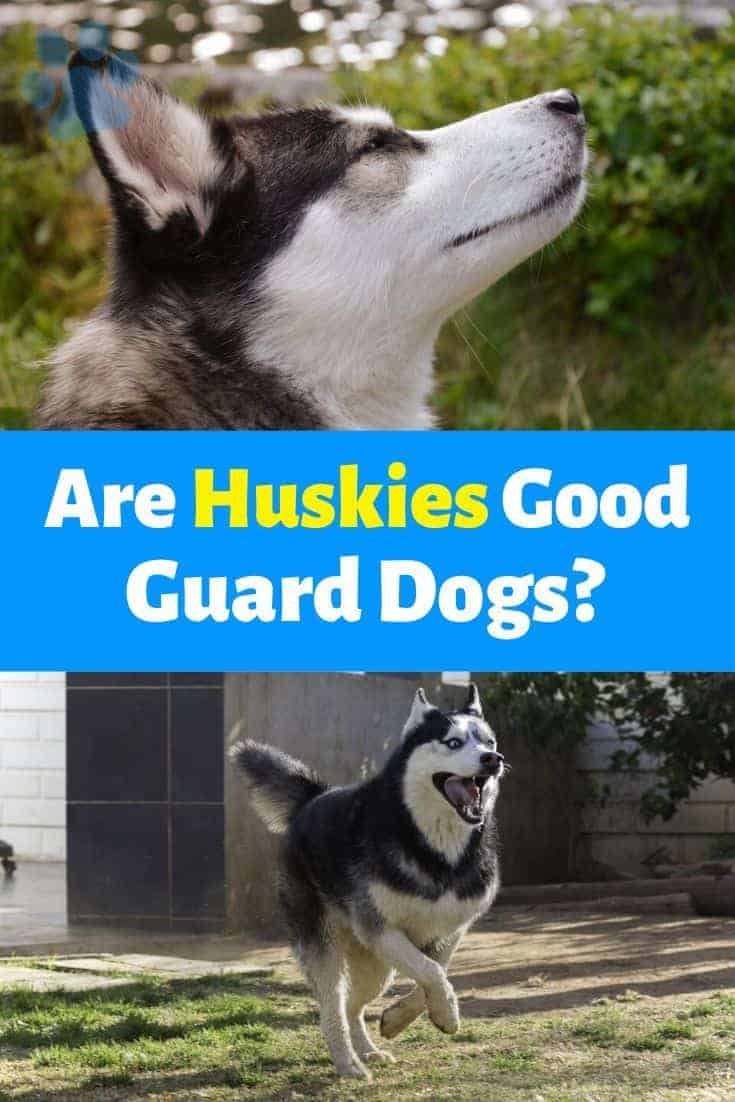 Are Huskies Good Guard Dogs? | DoggOwner