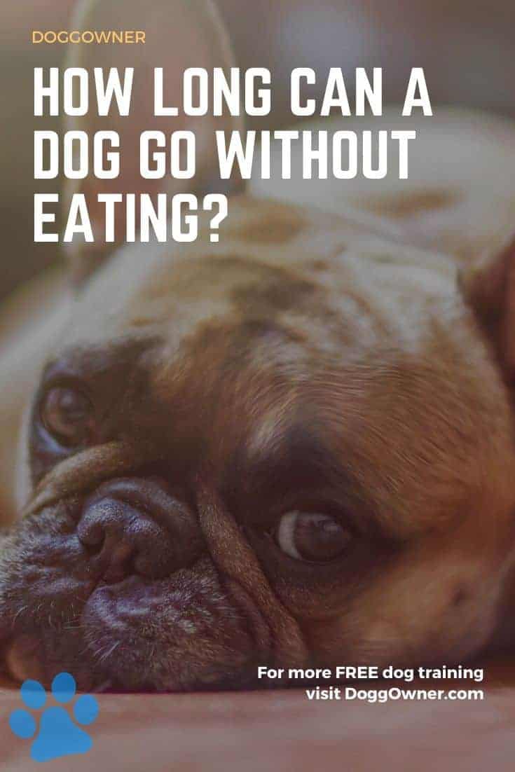 How Long Can A Dog Go Without Eating? | DoggOwner