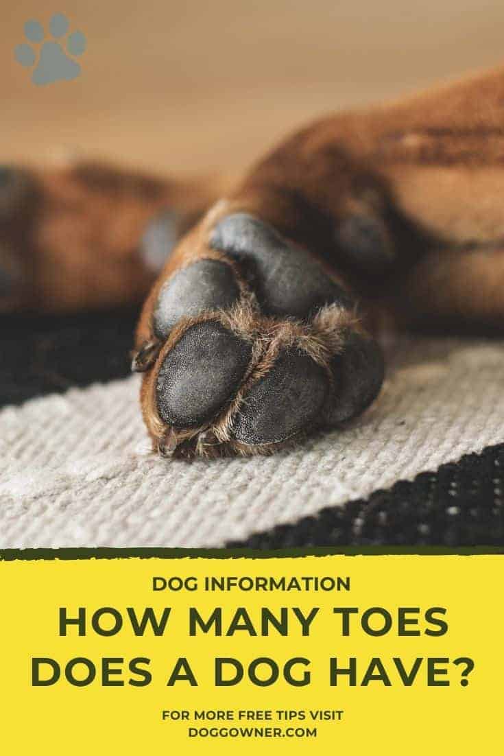 how-many-toes-does-a-dog-have-doggowner
