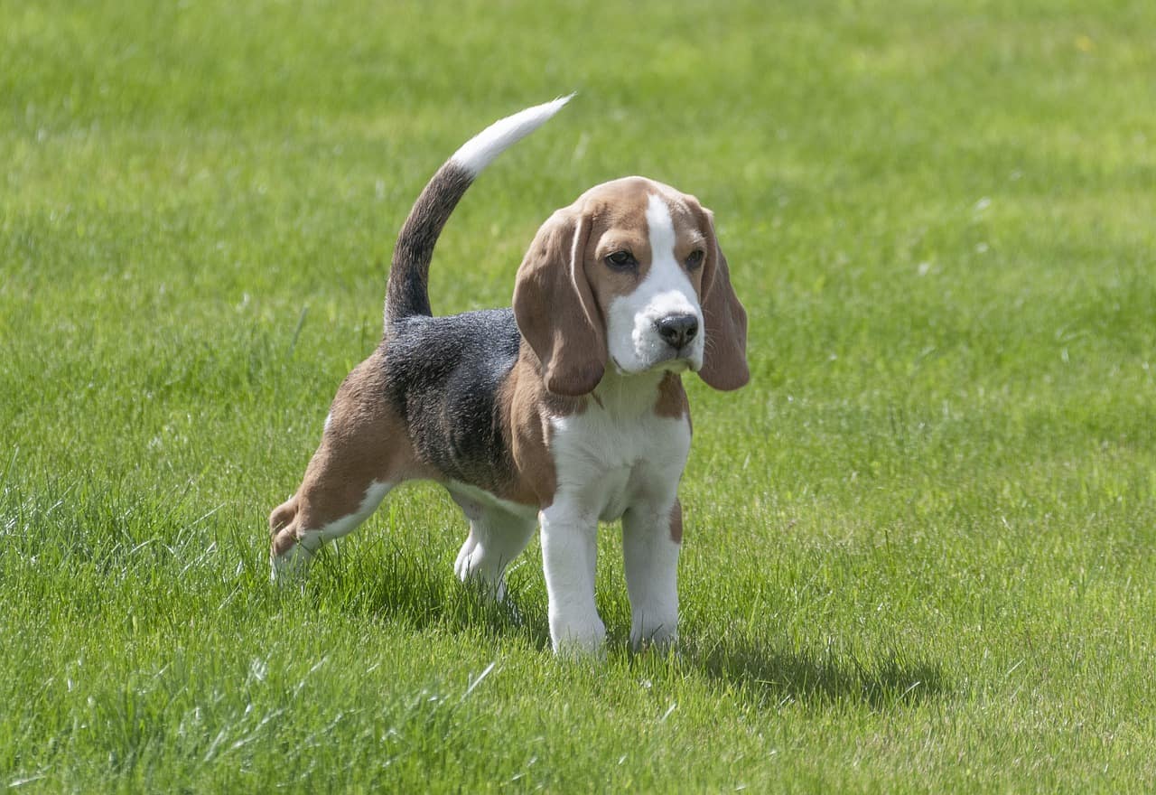 are beagles good apartment dogs