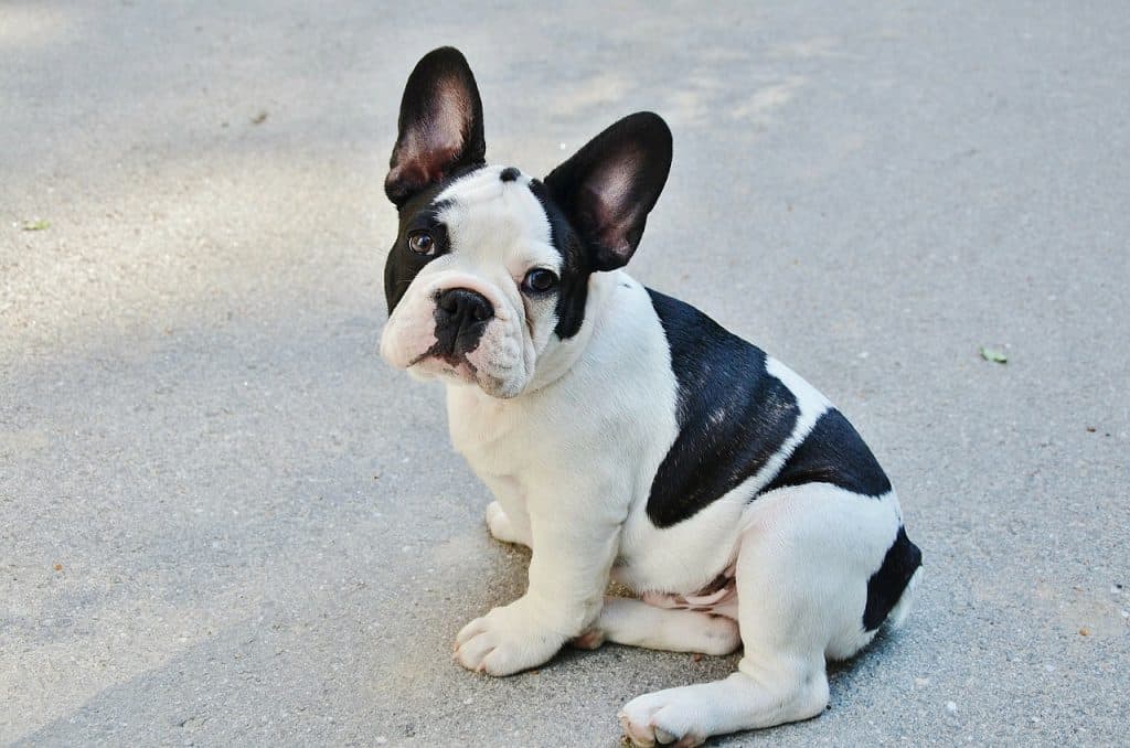 Are French Bulldogs Easy To Train? DoggOwner