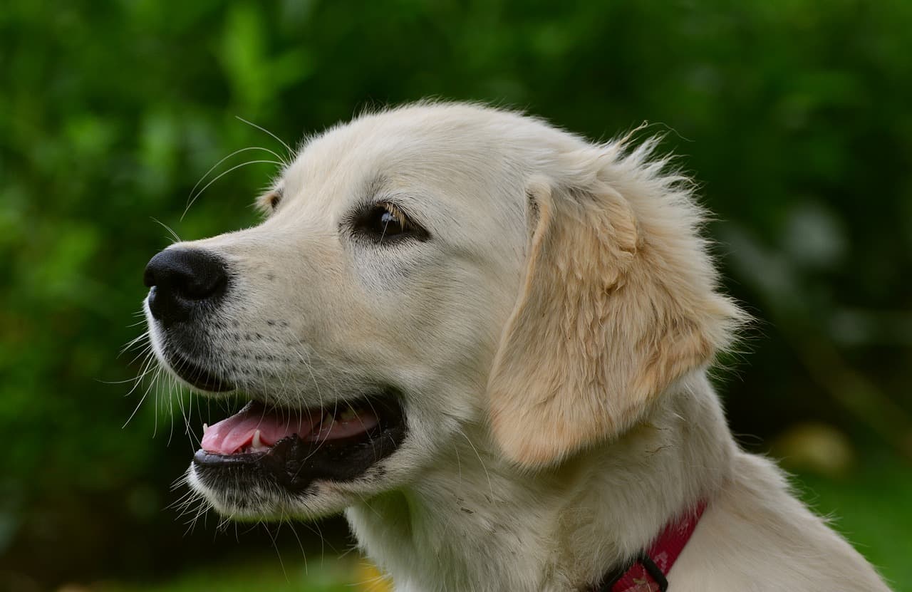 are-golden-retrievers-good-guard-dogs-doggowner