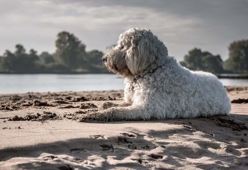 Are Goldendoodles Easy To Train? DoggOwner