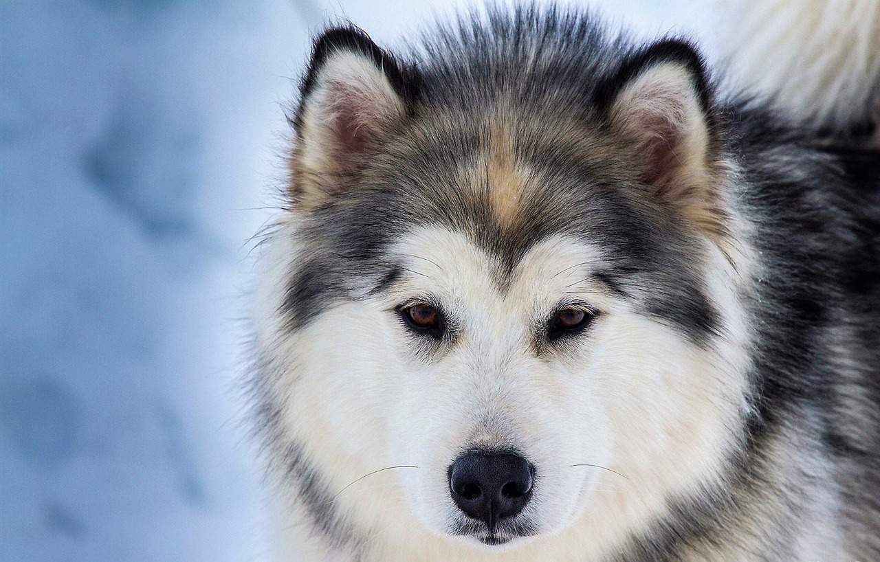 Are Siberian Huskies Hypoallergenic? DoggOwner