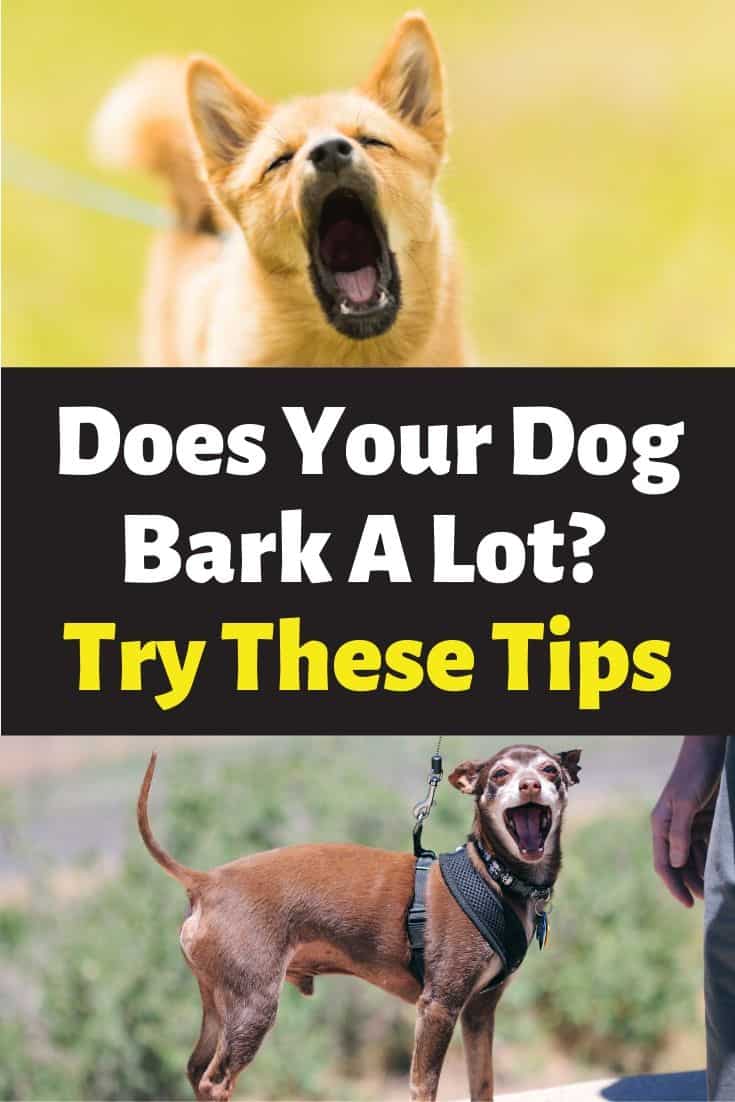 How To Stop Your Dog From Barking 