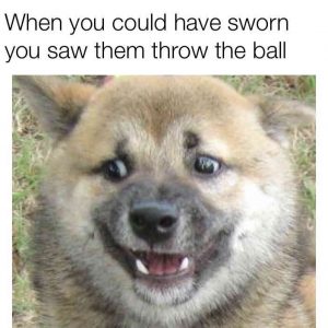 49 Dog Memes To Make your Day 100x Better | DoggOwner