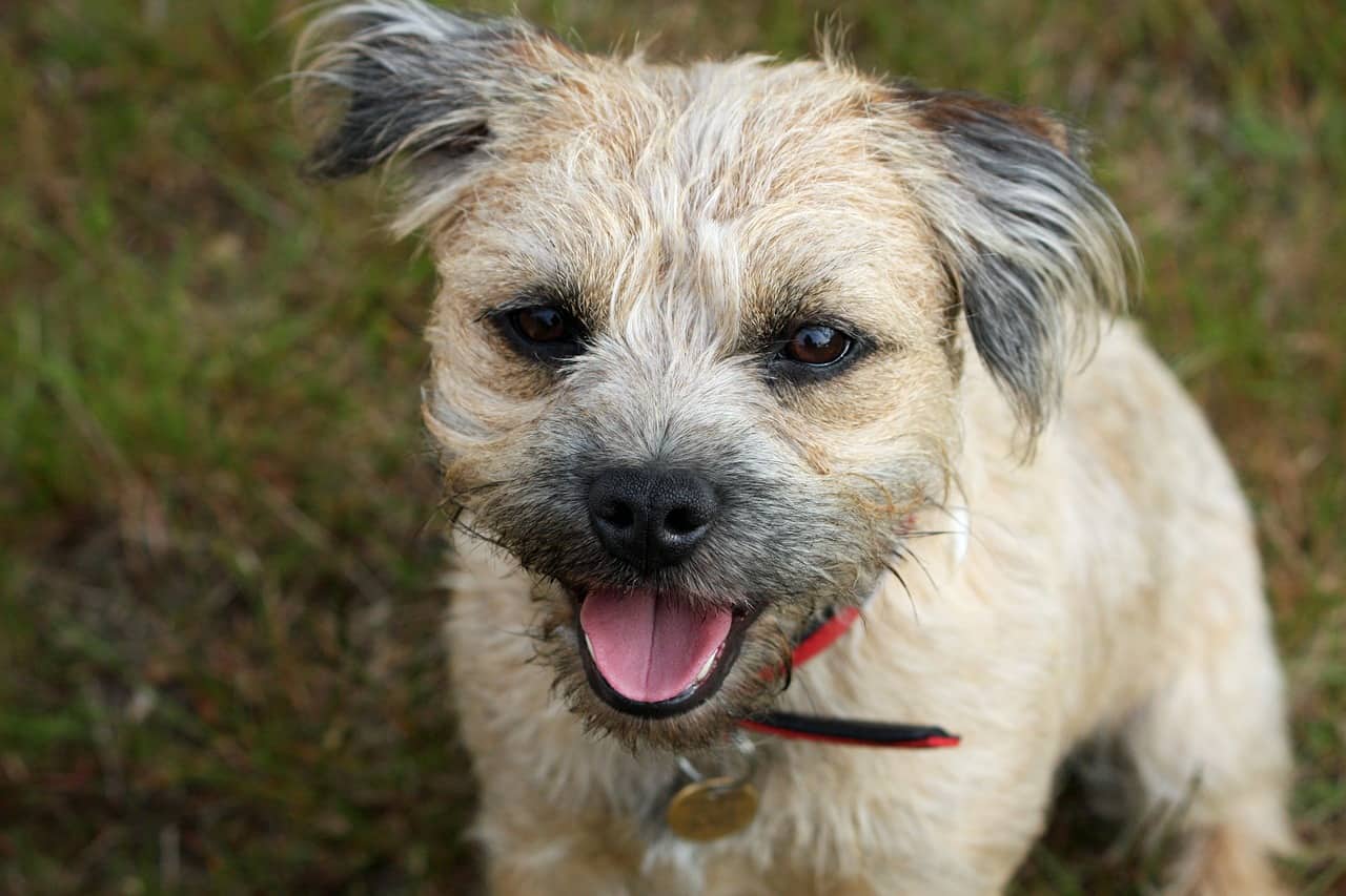 an excited tan and white border terrier