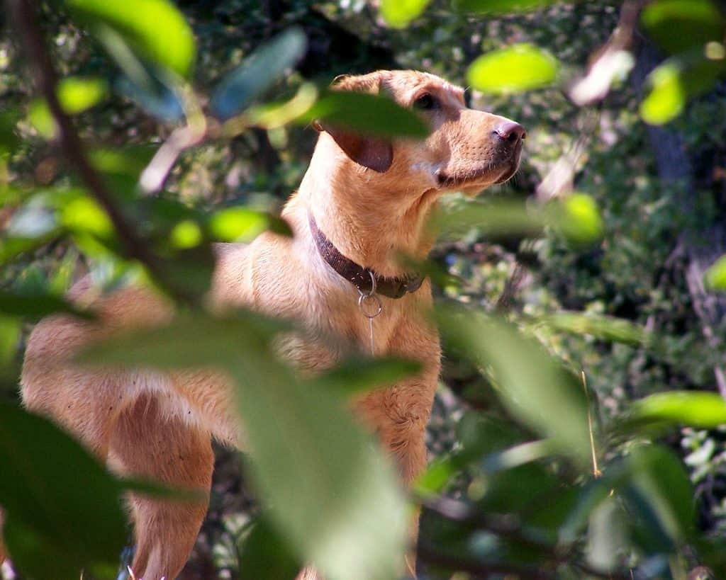 english-labrador-vs-american-labrador-are-they-different