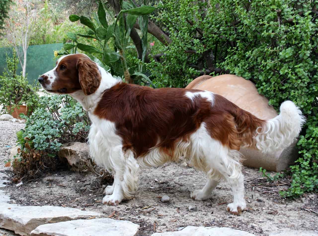 A red and white welsh springer spaniel standing next to a bush