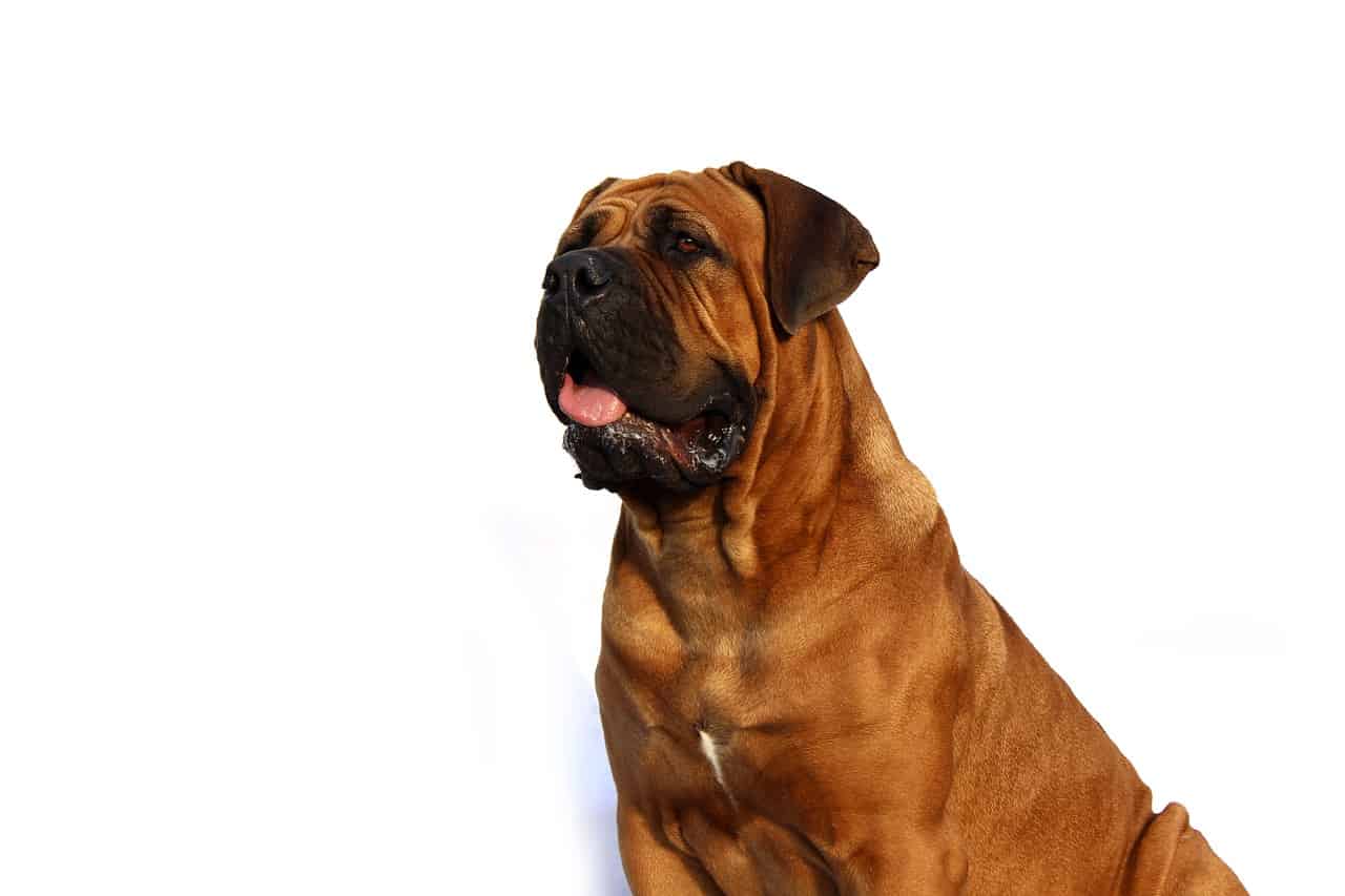 Boerboel standing next in front of a white background