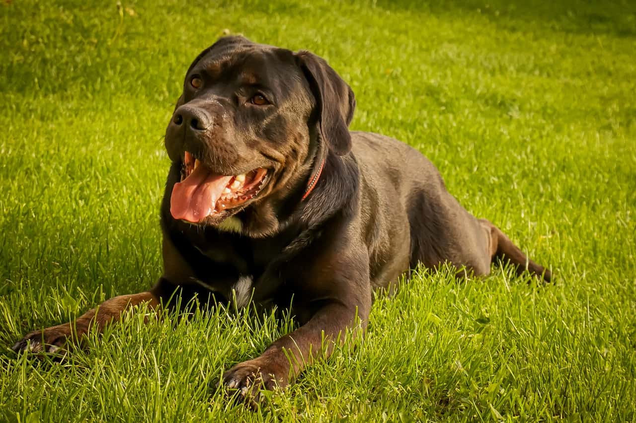 Cane Corso laying in grass