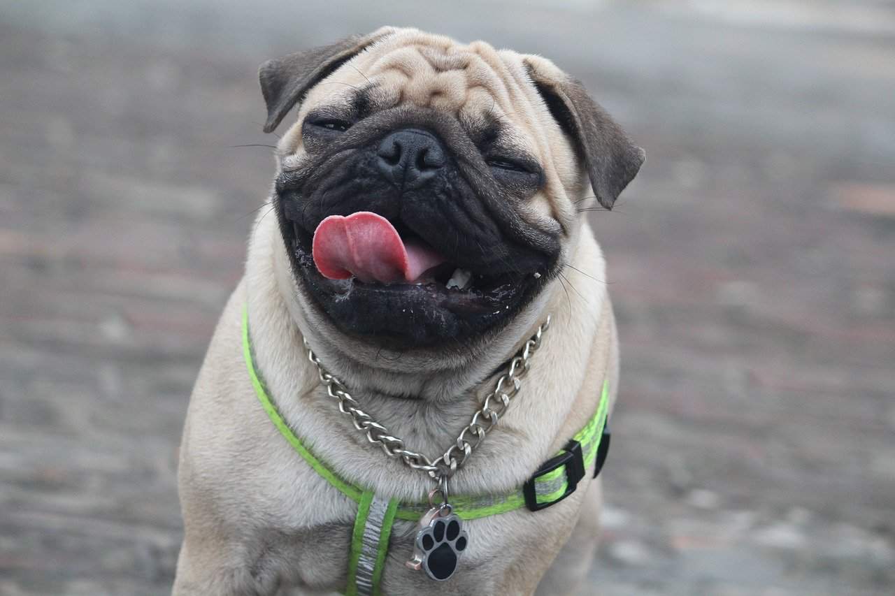 Pug with their tongue out running