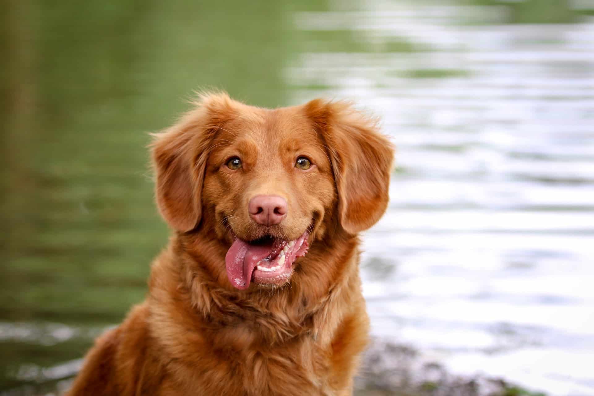 Red Nova Scotia Duck Tolling Retriever Standing By A Lake With Their Tongue Out