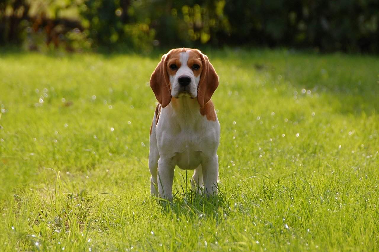 a beagle standing in a grass field
