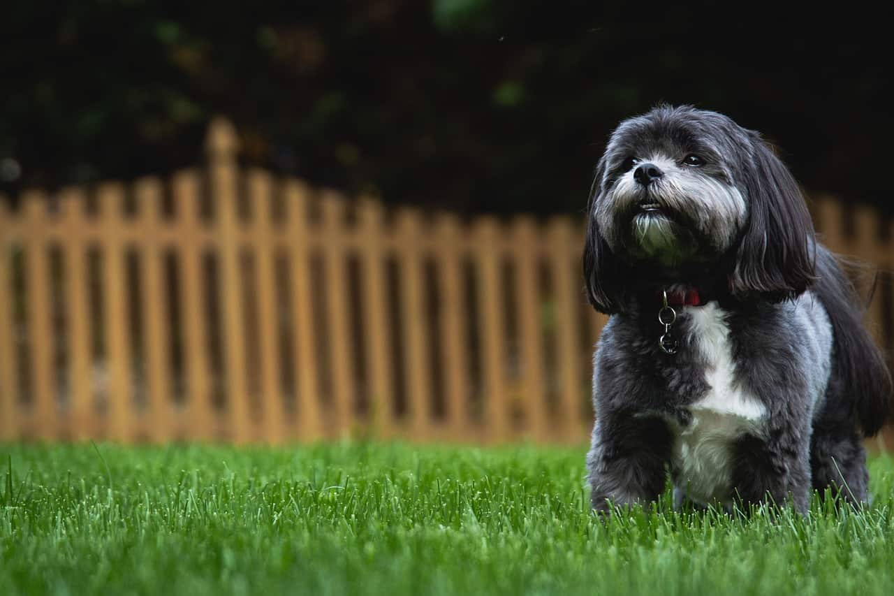 a black and white shih tzu in grass next to a fence