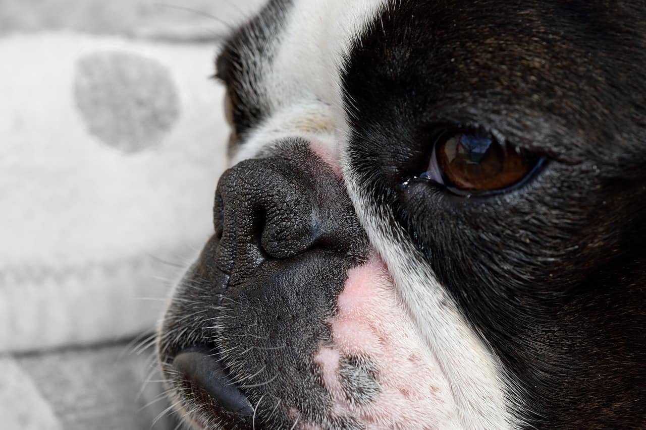 a boston terrier face up close