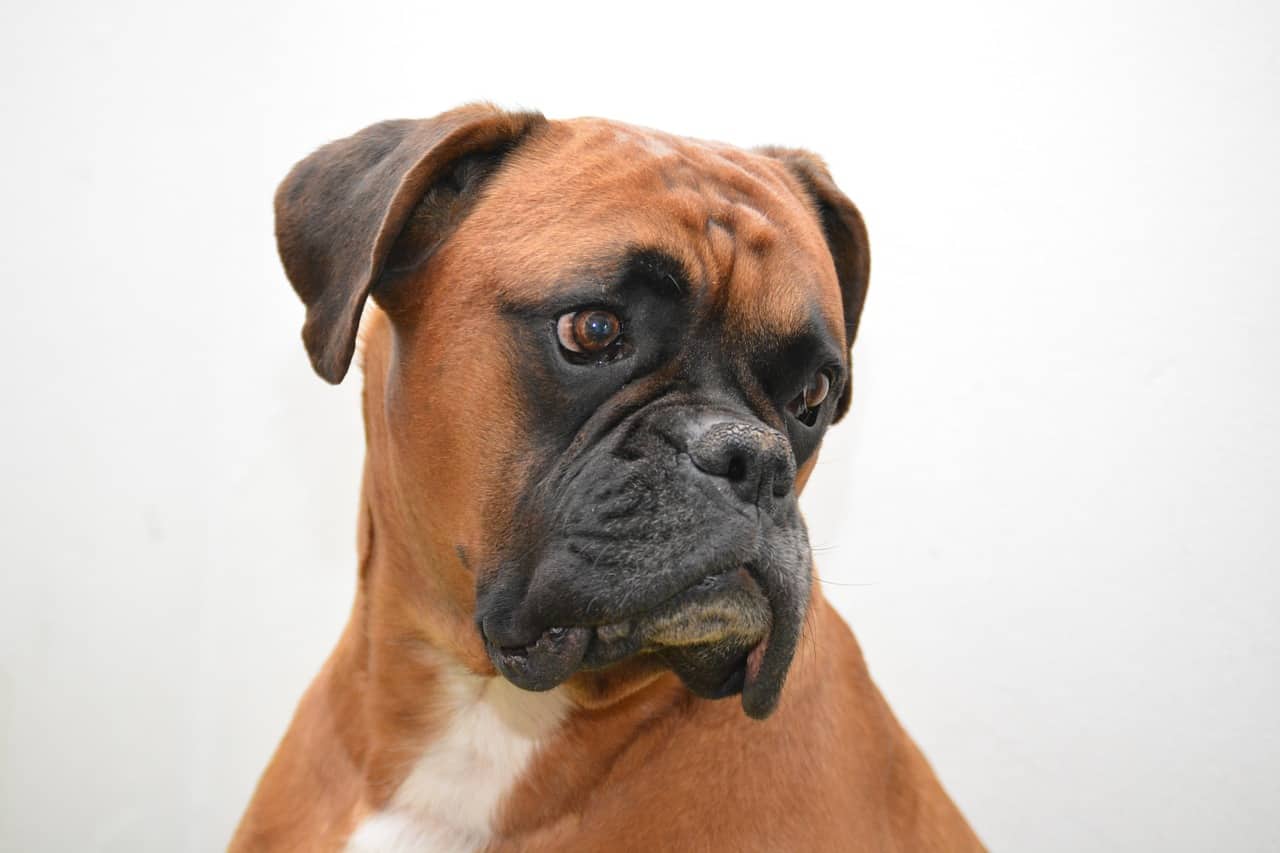 a tan boxer looking away with a white background