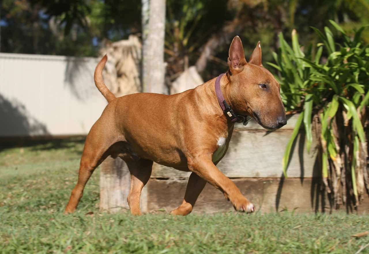 a tan bull terrier in a back yard