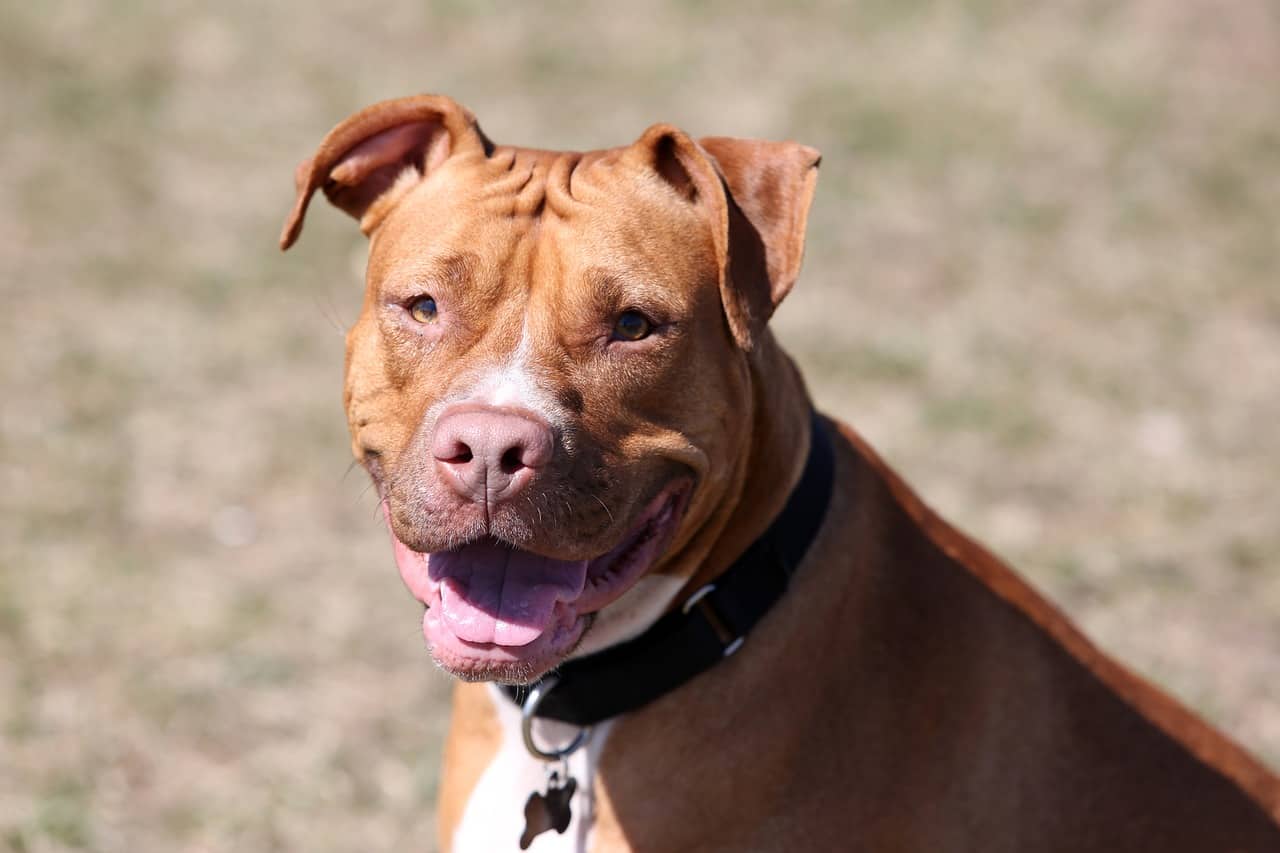an american staffordshire terrier closeup picture