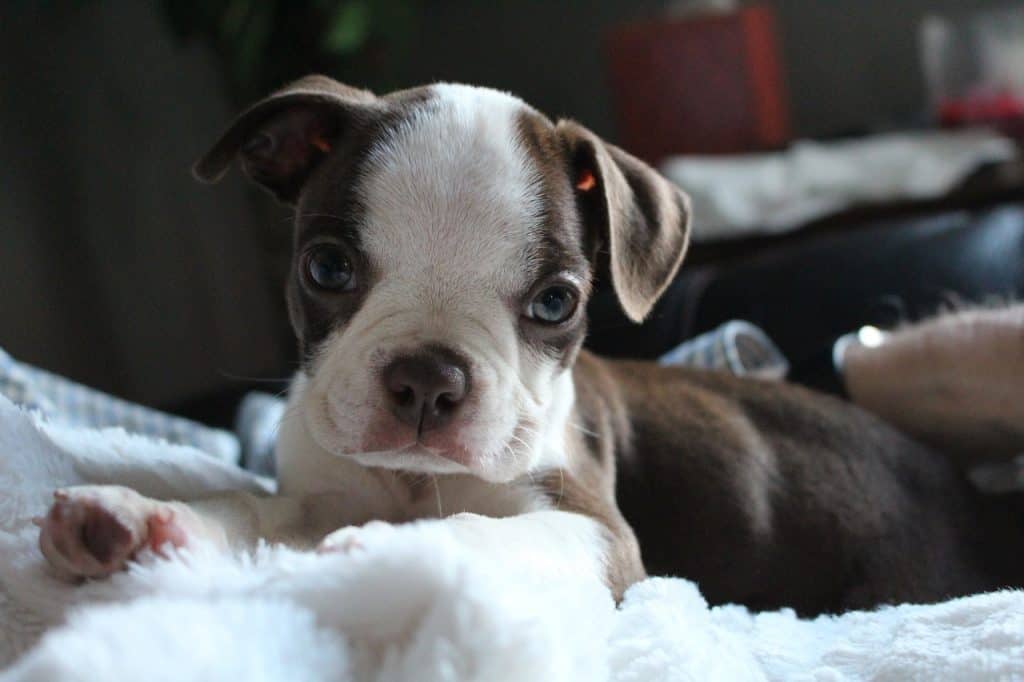 Are Boston Terriers Hypoallergenic? DoggOwner