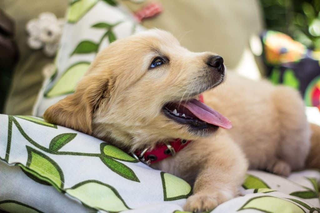 Are Golden Retrievers Hyper Doggowner