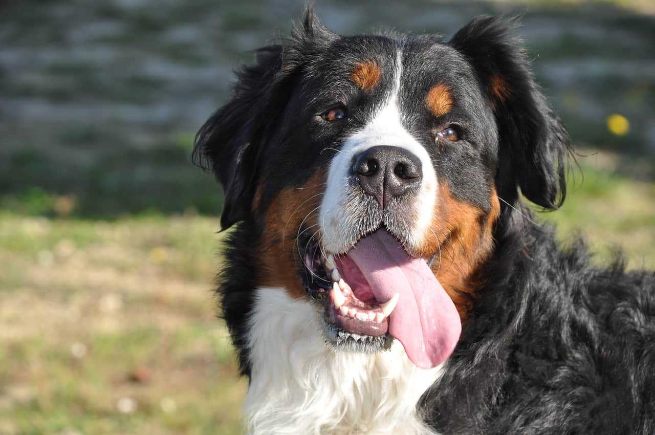 bernese mountain dog with their tongue out