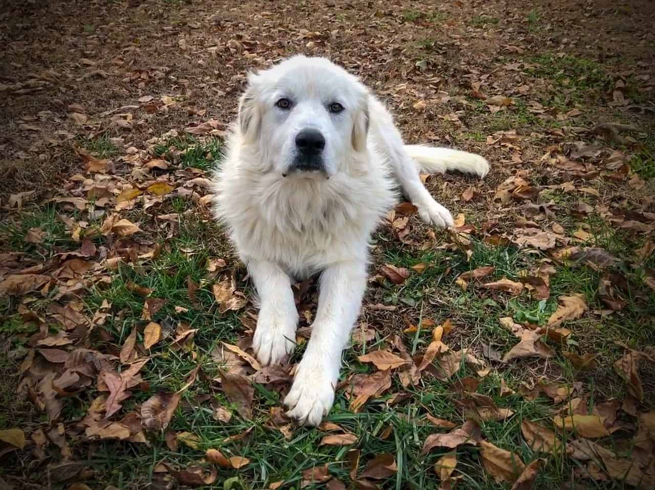 great Pyrenees laying in grass
