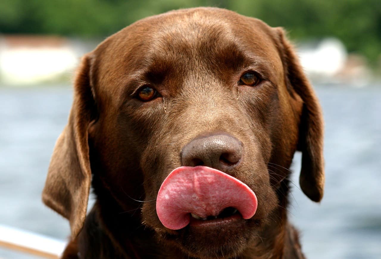 Labrador retriever licking their face