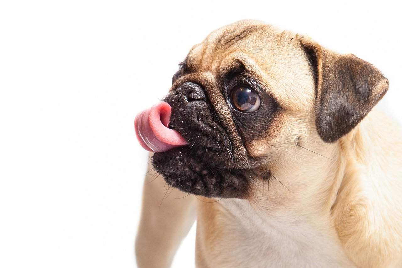 pug licking their own face with a white background