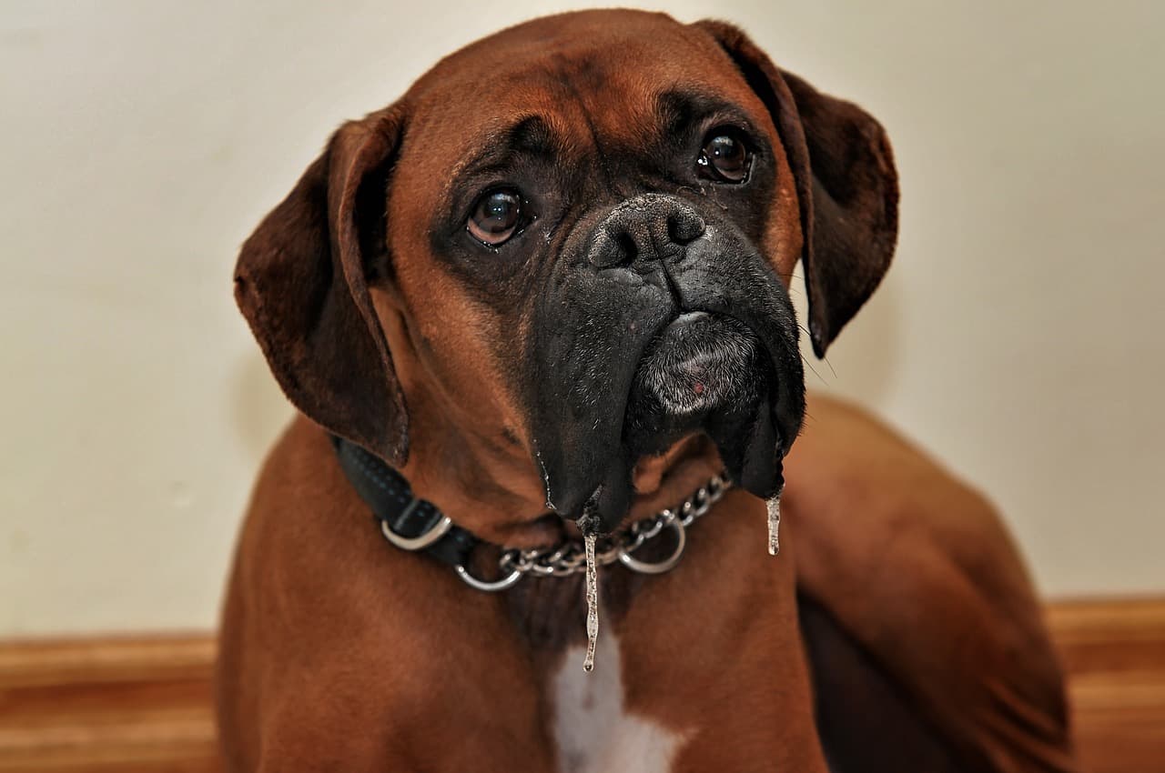 red boxer dog in front of a gray wall