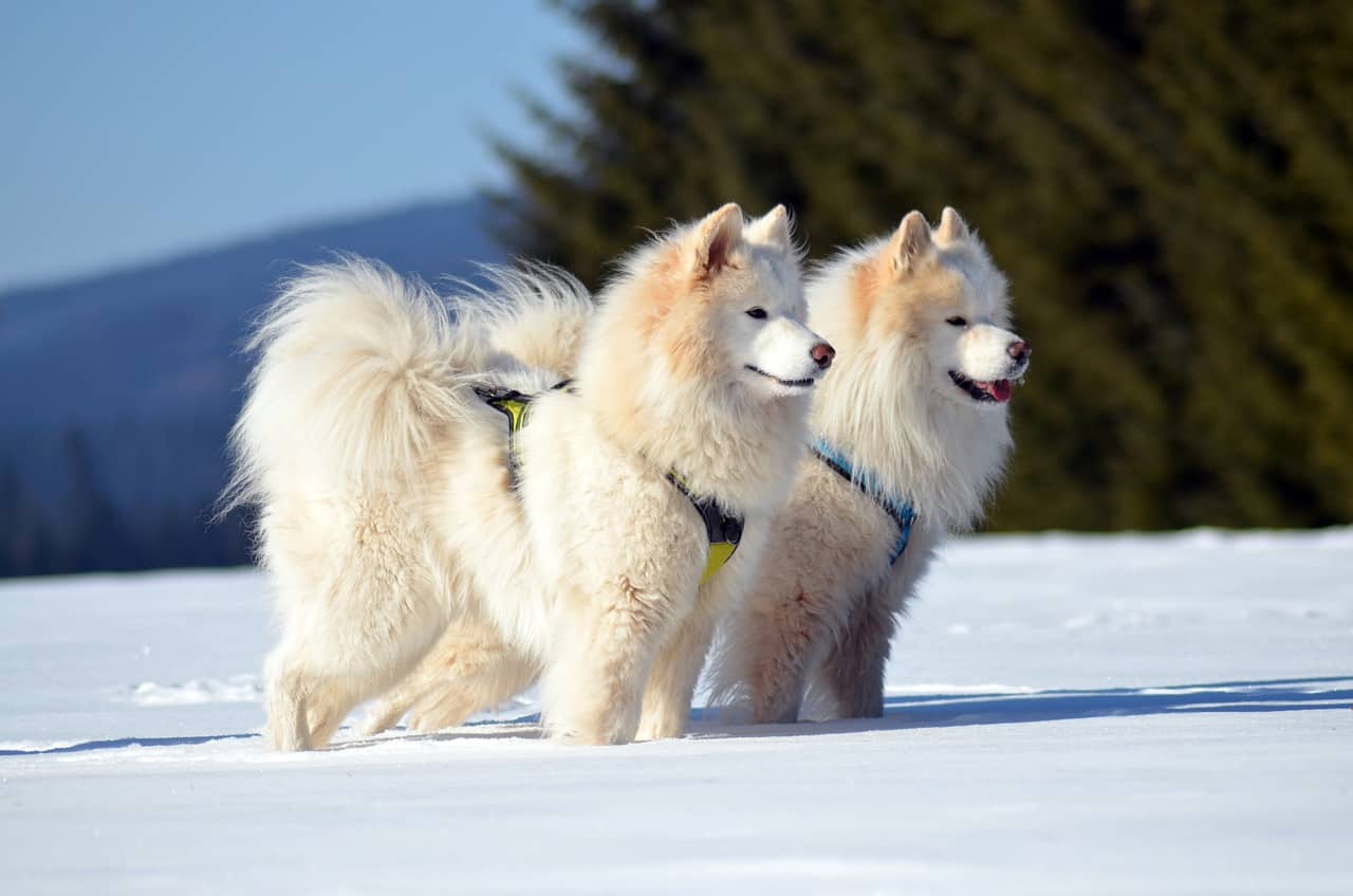 are eurasier hypoallergenic