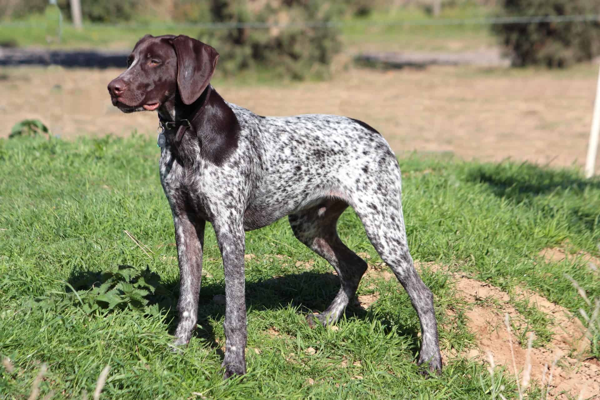 100-hunting-dog-names-for-your-talented-new-pup-doggowner