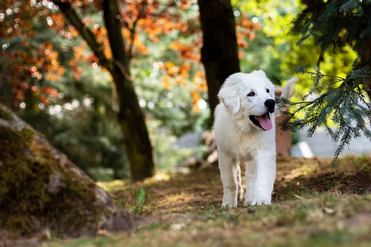 why-does-my-puppy-eat-grass-doggowner