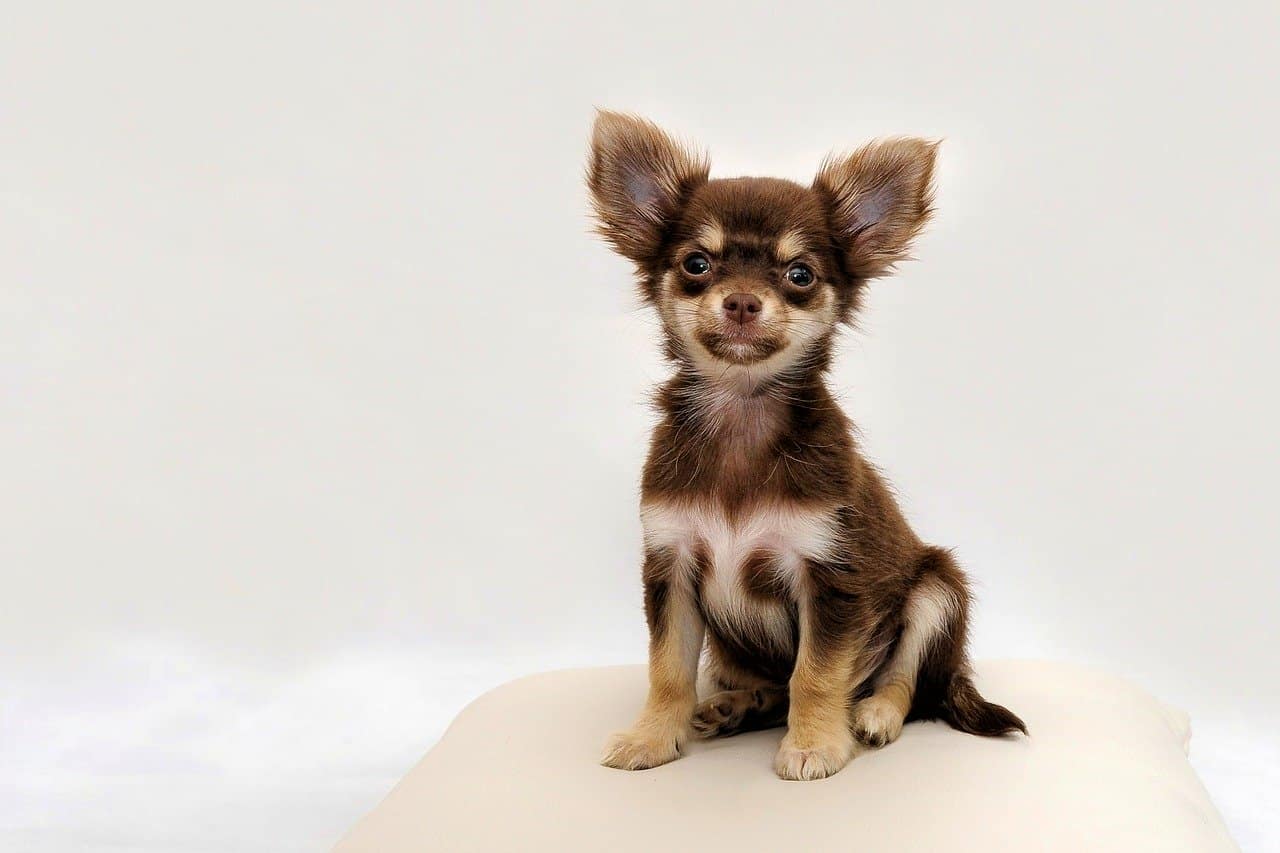 Are Chihuahuas Easy To Train? DoggOwner