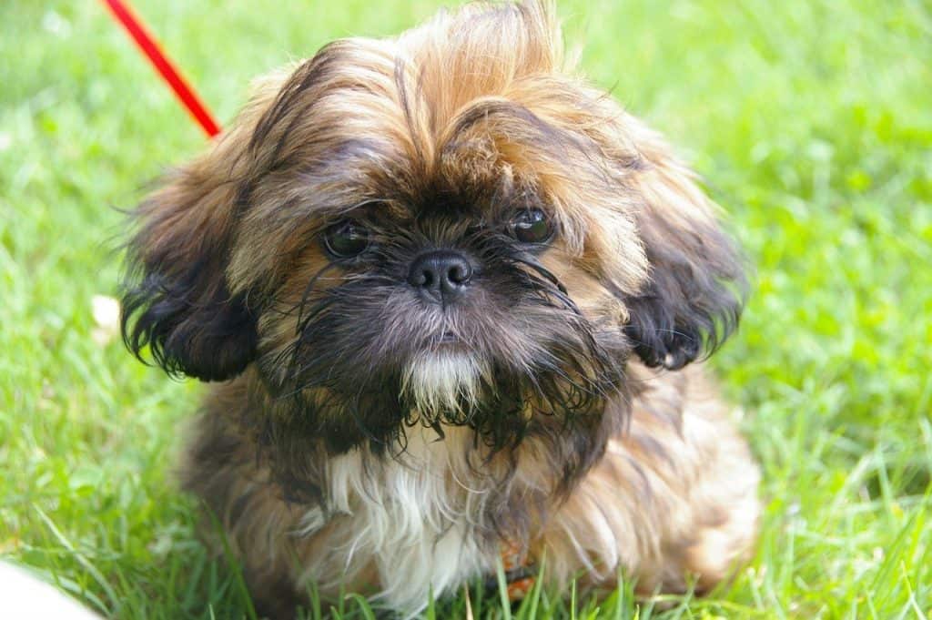 Are Shih Tzus Hypoallergenic? DoggOwner