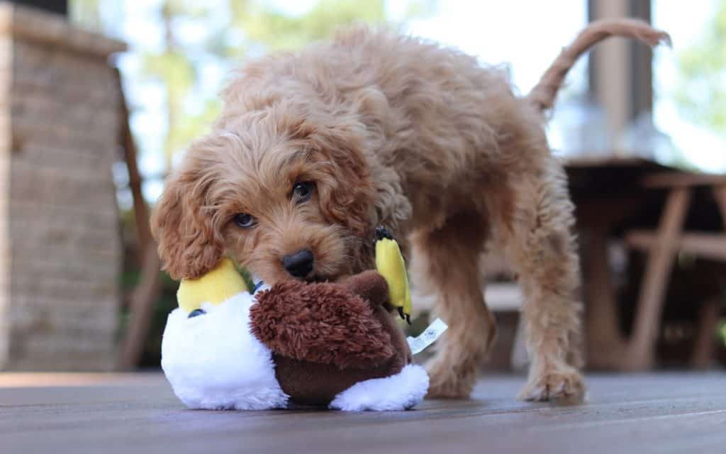 cavapoo plush