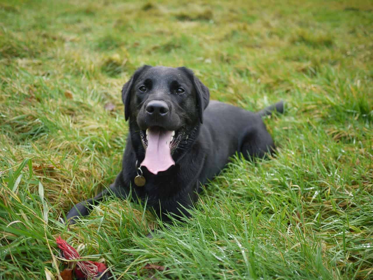 a english labrador puppy laying in green grass