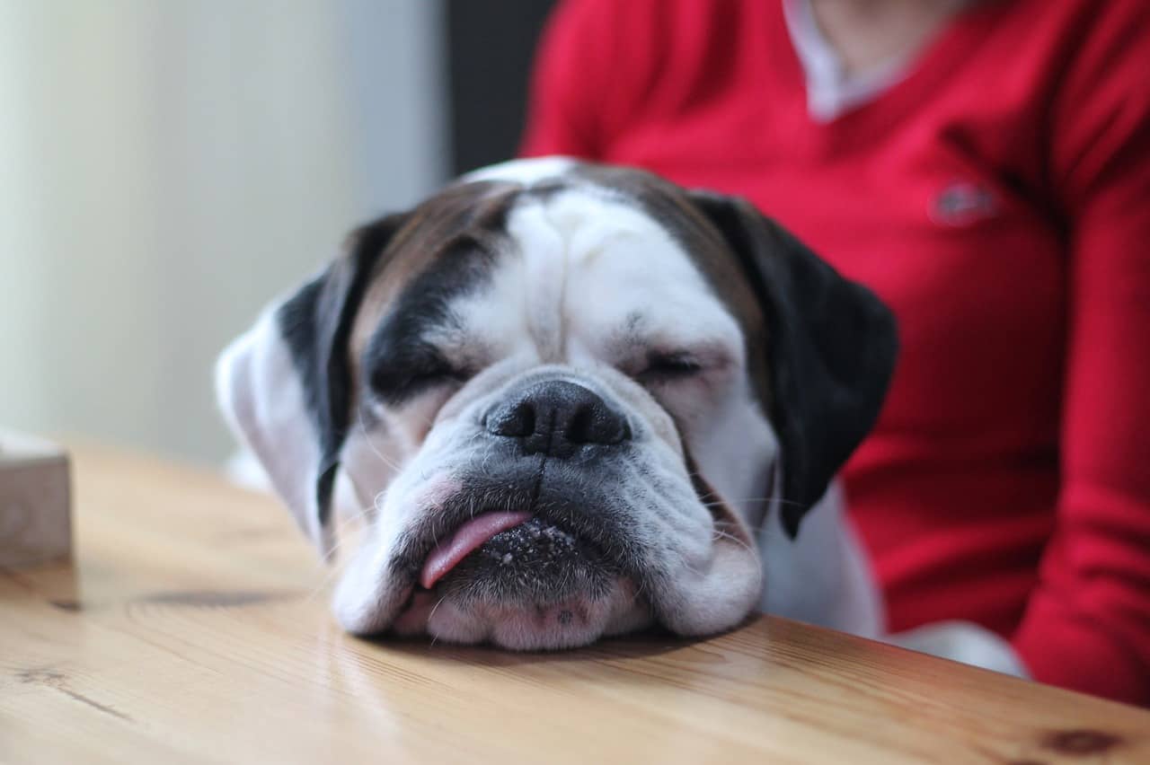 a white boxers dog with brown spots sleeping on a table