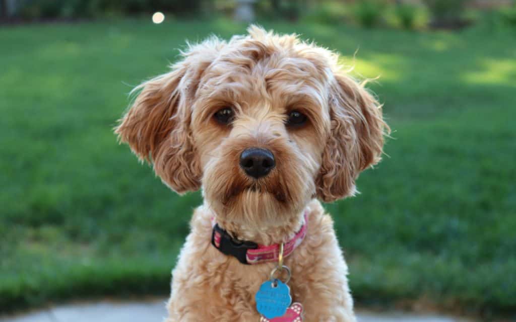 Cavapoo Dog Breed Information: Everything You Need To Know