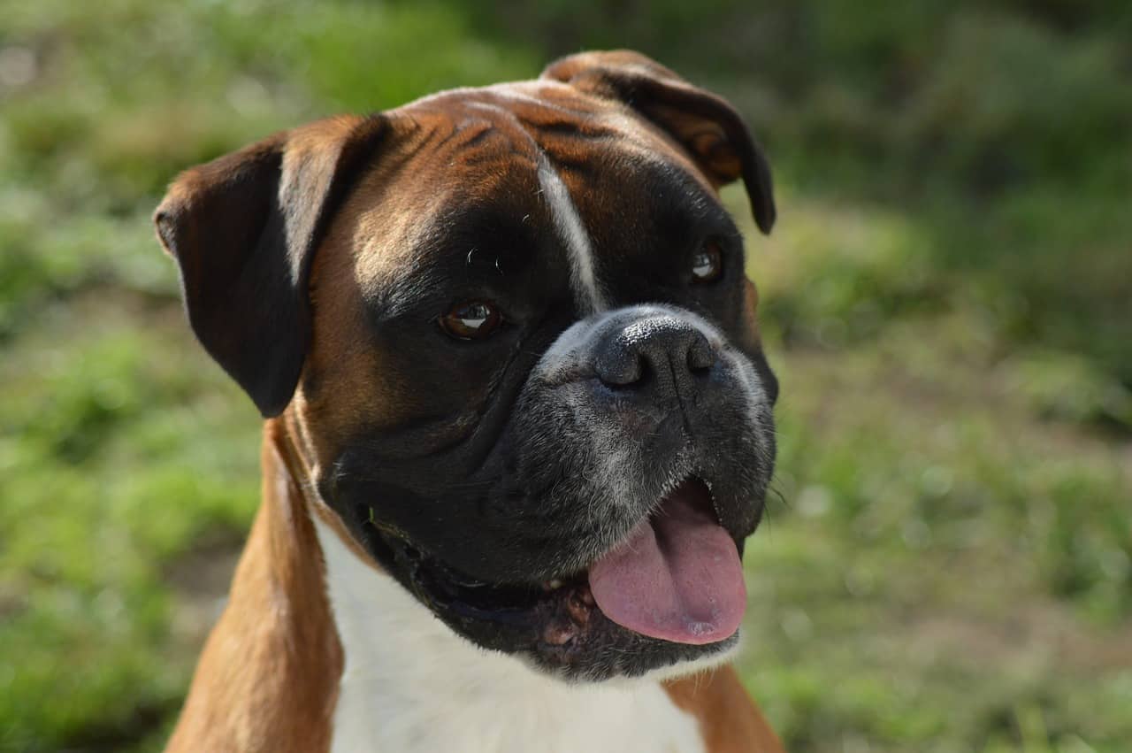 1. "Blonde Boxer Dog Breed Information, Pictures, Characteristics & Facts" - wide 2