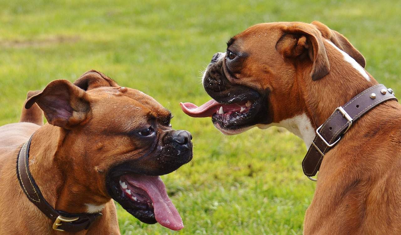 two boxer dogs panting during exercise in a green field