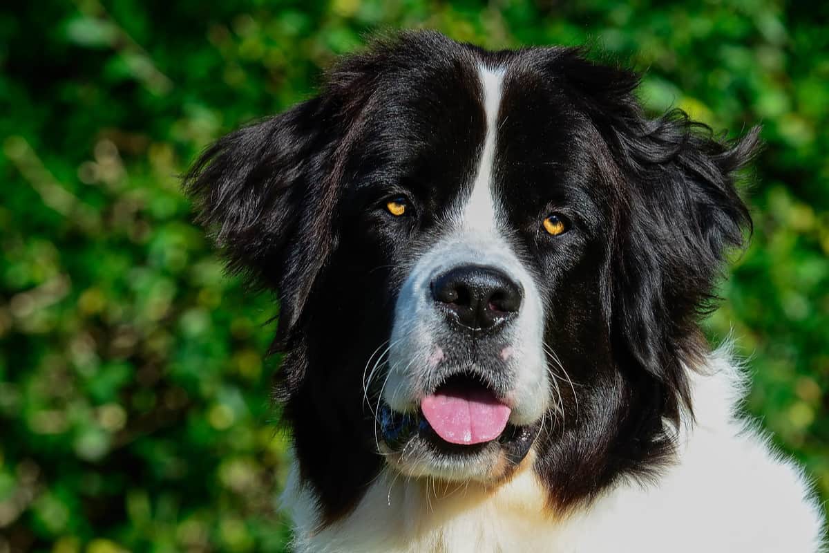 Closeup picture of a landseer