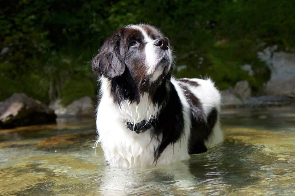 Landseer Breed Information A Comprehensive Guide | DoggOwner