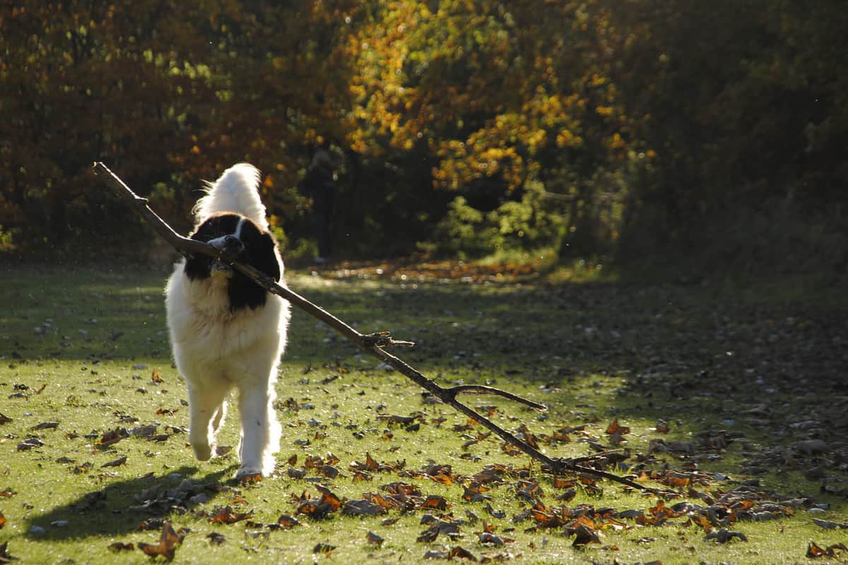a landseer walking in grass carrying a large stick