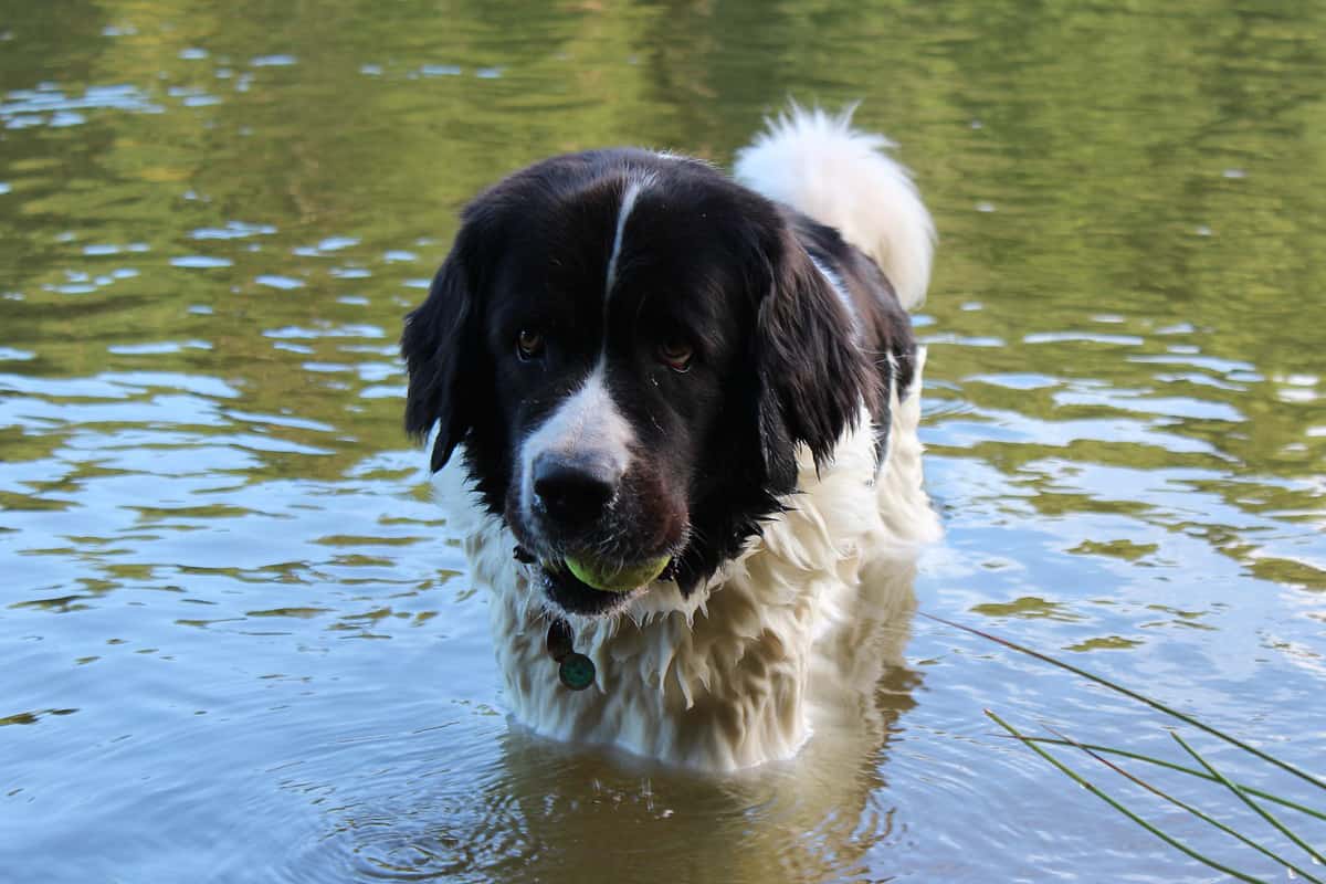a landseer walking in water with a tennis ball in their mouth