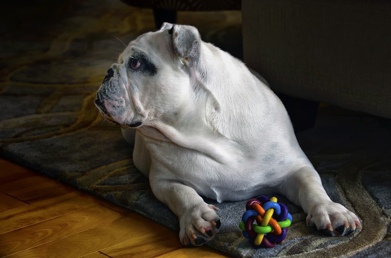 bulldog proof toys