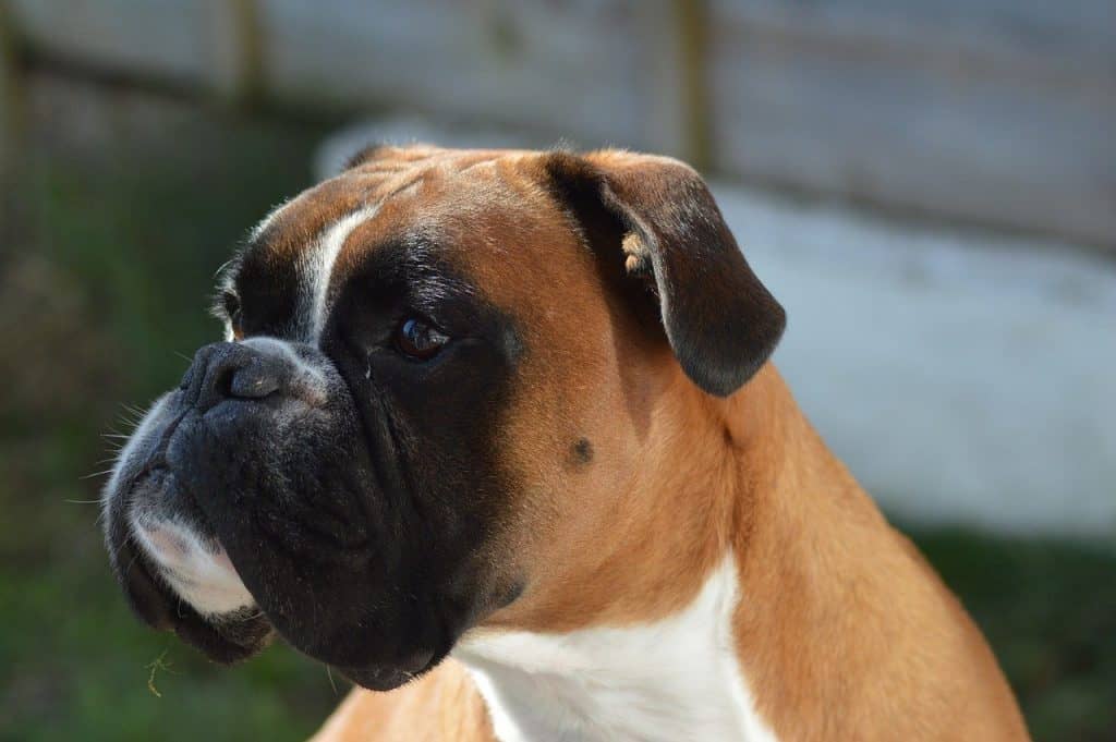 147+ Boxer Dog Names That Are Absolutely Perfect | DoggOwner