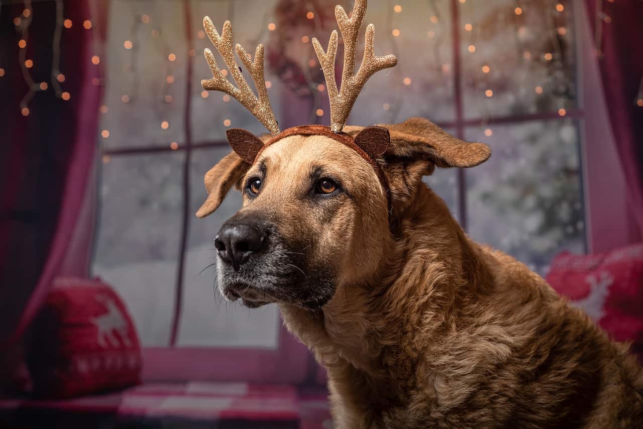 130+ Festive Christmas Dog Names | DoggOwner