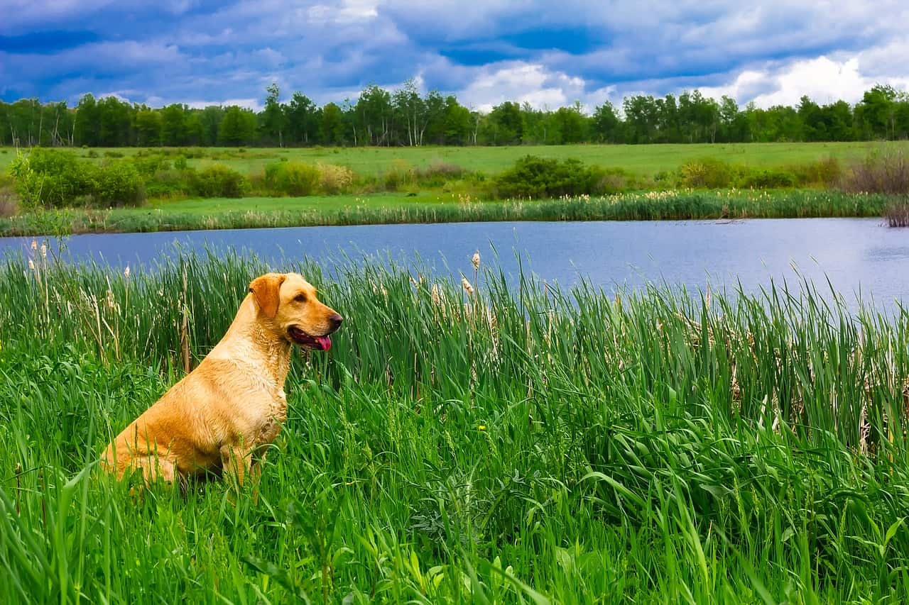 100 Country Dog Names For Your Adorable New Dog DoggOwner